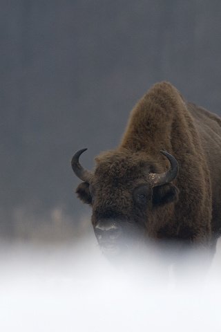 Обои природа, рога, бизон, зубр, дикий бык, мордв, nature, horns, buffalo, bison разрешение 2400x1600 Загрузить