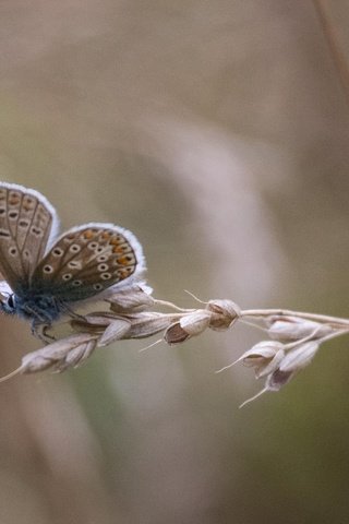 Обои насекомое, бабочка, крылья, стебель, колосок, травинка, insect, butterfly, wings, stem, spike, a blade of grass разрешение 1920x1200 Загрузить