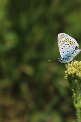 Обои трава, насекомое, бабочка, крылья, растение, grass, insect, butterfly, wings, plant разрешение 1920x1080 Загрузить