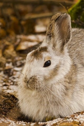 Обои природа, кролик, животное, заяц, nature, rabbit, animal, hare разрешение 1920x1080 Загрузить