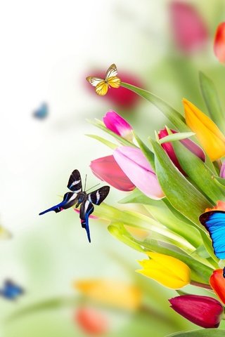 Обои цветы, крылья, насекомые, тюльпаны, бабочки, flowers, wings, insects, tulips, butterfly разрешение 2880x1800 Загрузить