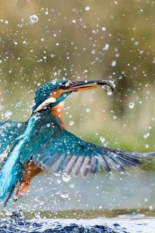 Обои вода, брызги, птица, рыбка, зимородок, water, squirt, bird, fish, kingfisher разрешение 2560x1600 Загрузить