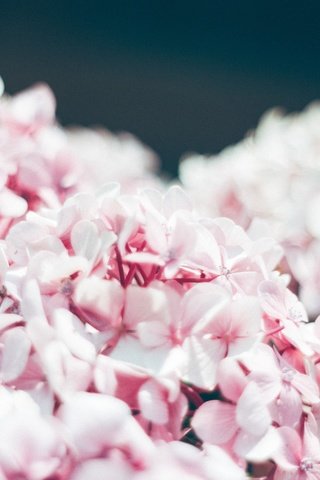 Обои цветы, лепестки, размытость, розовые цветы, соцветия, гортензия, flowers, petals, blur, pink flowers, inflorescence, hydrangea разрешение 5184x3456 Загрузить