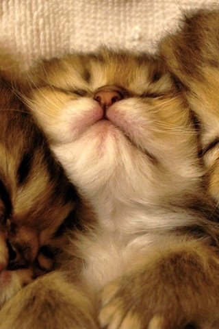 Обои сон, кошки, котята, мордочки, милые, sleep, cats, kittens, faces, cute разрешение 1920x1080 Загрузить