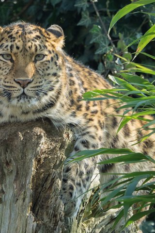 Обои растения, леопард, хищник, большая кошка, амурский, william warby, plants, leopard, predator, big cat, amur разрешение 3840x2400 Загрузить