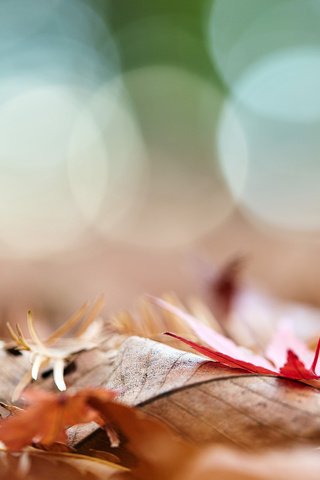 Обои природа, листья, макро, осень, боке, осенние листья, mirai.takahashi, nature, leaves, macro, autumn, bokeh, autumn leaves разрешение 3840x2400 Загрузить