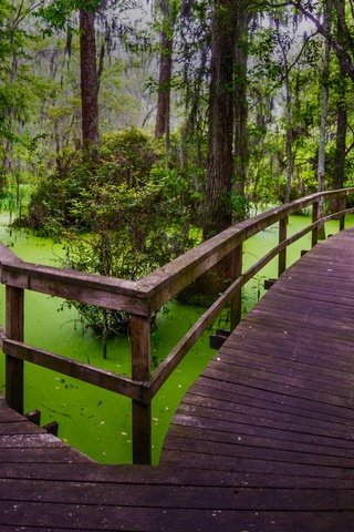 Обои природа, мостик, лес, болото, тропинка, южная каролина, топь, хилтон-хед, nature, the bridge, forest, swamp, path, south carolina, the swamp, hilton head разрешение 1920x1080 Загрузить