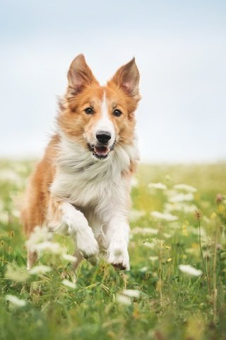 Обои цветы, трава, собака, бег, бордер-колли, flowers, grass, dog, running, the border collie разрешение 4246x2825 Загрузить