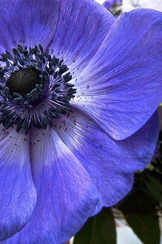 Обои цветение, макро, цветок, лепестки, анемон, flowering, macro, flower, petals, anemone разрешение 4000x3000 Загрузить