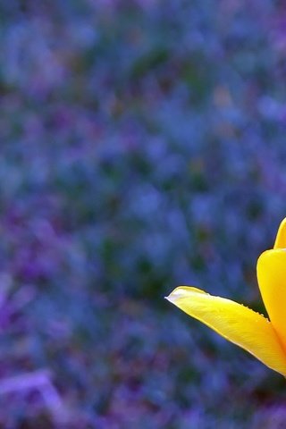 Обои желтый, цветок, лепестки, размытость, тюльпан, yellow, flower, petals, blur, tulip разрешение 3072x1728 Загрузить