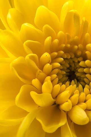 Обои цветок, лепестки, хризантема, крупным планом, flower, petals, chrysanthemum, closeup разрешение 3968x2232 Загрузить