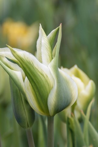 Обои цветы, весна, тюльпаны, н, flowers, spring, tulips, n разрешение 2000x1333 Загрузить