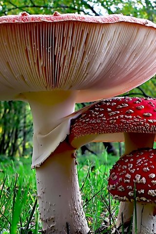 Обои трава, природа, лес, грибы, мухомор, мухоморы, grass, nature, forest, mushrooms, mushroom, amanita разрешение 2364x1449 Загрузить