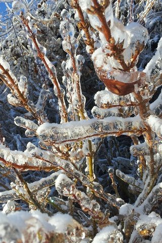 Обои снег, природа, дерево, зима, ветки, мороз, лёд, холодно, snow, nature, tree, winter, branches, frost, ice, cold разрешение 3264x2448 Загрузить