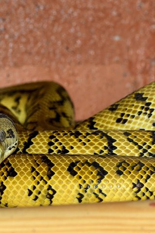 Обои змея, рептилия, пресмыкающиеся, террариум, snake, reptile, reptiles, terrarium разрешение 3408x1913 Загрузить