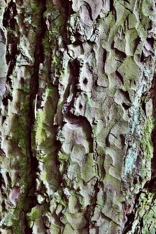 Обои природа, дерево, текстура, узор, ствол, крупный план, кора, бревно, nature, tree, texture, pattern, trunk, close-up, bark, log разрешение 2000x1500 Загрузить