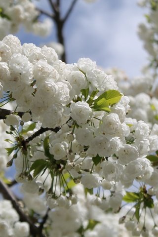 Обои небо, природа, дерево, цветение, ветки, весна, вишня, the sky, nature, tree, flowering, branches, spring, cherry разрешение 4272x2848 Загрузить