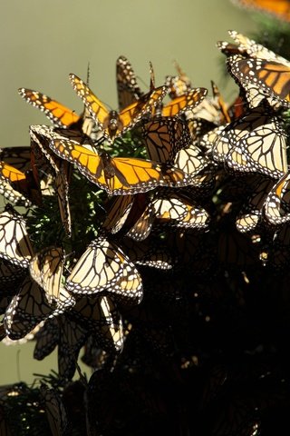 Обои природа, крылья, насекомые, бабочки, nature, wings, insects, butterfly разрешение 5760x3840 Загрузить