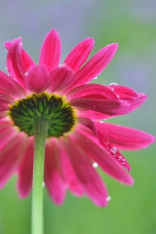 Обои природа, макро, цветок, капли, лепестки, стебель, боке, маргаритка, nature, macro, flower, drops, petals, stem, bokeh, daisy разрешение 4728x2928 Загрузить