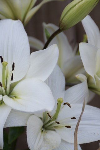 Обои цветы, лепестки, тычинки, белые, лилии, крупным планом, flowers, petals, stamens, white, lily, closeup разрешение 6000x4000 Загрузить