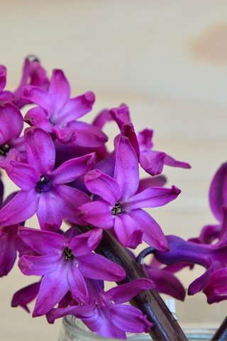 Обои цветок, лепестки, весна, гиацинт, flower, petals, spring, hyacinth разрешение 6000x4000 Загрузить