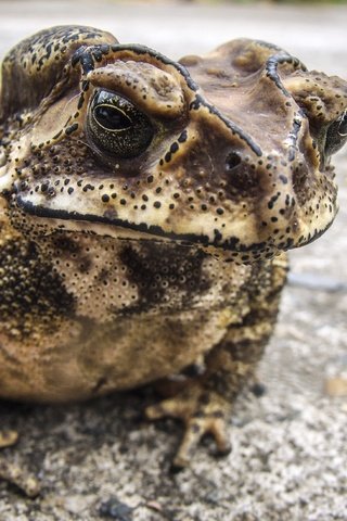 Обои фон, лягушка, жаба, амфибия, земноводные, background, frog, toad, amphibian, amphibians разрешение 3559x2605 Загрузить