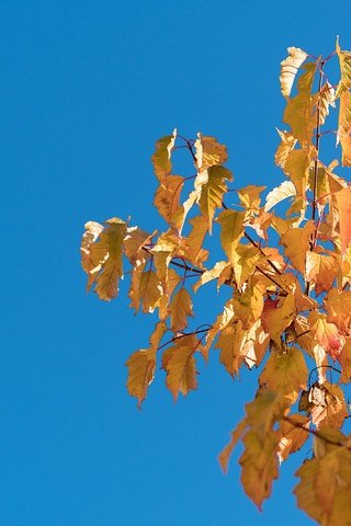 Обои небо, природа, дерево, листья, ветки, листва, осень, the sky, nature, tree, leaves, branches, foliage, autumn разрешение 4000x2667 Загрузить