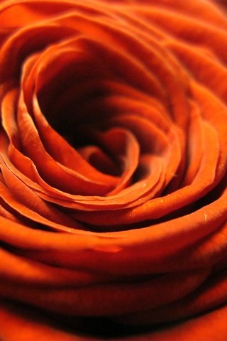 Обои цветок, роза, лепестки, оранжевая, крупным планом, flower, rose, petals, orange, closeup разрешение 3648x2736 Загрузить