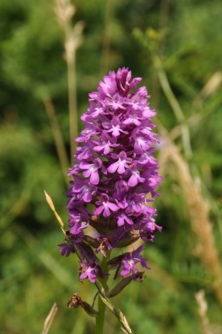 Обои природа, цветок, orchis laxiflora, болотные, ятрышник, nature, flower, marsh, orchis разрешение 4288x2848 Загрузить