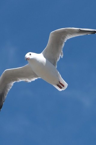Обои небо, полет, крылья, чайка, птица, клюв, the sky, flight, wings, seagull, bird, beak разрешение 2640x2471 Загрузить