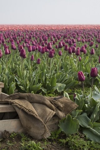 Обои цветы, бутоны, поле, весна, тюльпаны, ящик, плантация, flowers, buds, field, spring, tulips, box, plantation разрешение 2048x1318 Загрузить