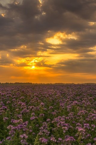 Обои небо, цветы, облака, закат, поле, полевые цветы, the sky, flowers, clouds, sunset, field, wildflowers разрешение 2126x1365 Загрузить