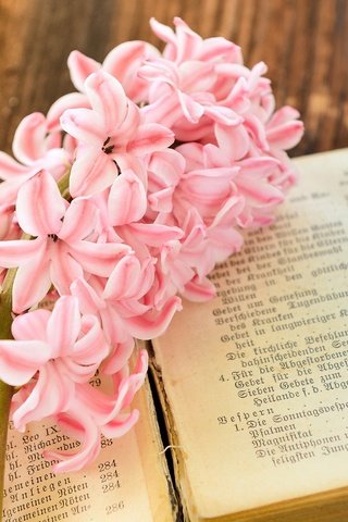 Обои цветок, весна, лепесток, розовый, книга, страницы, гиацинт, flower, spring, petal, pink, book, page, hyacinth разрешение 2000x1333 Загрузить