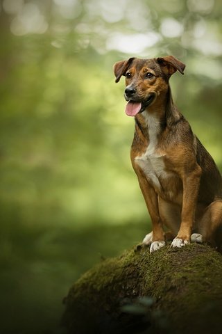 Обои дерево, собака, камень, мох, язык, боке, родезийский риджбек, tree, dog, stone, moss, language, bokeh, rhodesian ridgeback разрешение 2048x1367 Загрузить