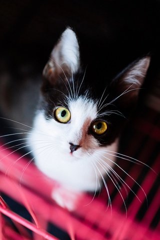 Обои фон, портрет, кот, кошка, взгляд, котенок, решетка, темный, желтые глаза, yellow eyes, background, portrait, cat, look, kitty, grille, dark разрешение 2048x1152 Загрузить
