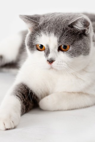 Обои кот, кошка, взгляд, лежит, белый фон, британский, британец, британская, желтые глаза, cat, look, lies, white background, british, yellow eyes разрешение 3290x1851 Загрузить