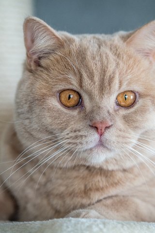 Обои кот, мордочка, усы, кошка, взгляд, британская короткошерстная, cat, muzzle, mustache, look, british shorthair разрешение 4608x3456 Загрузить