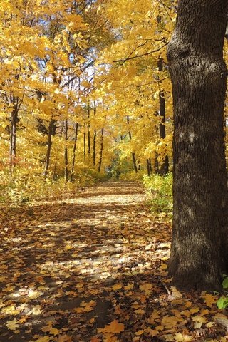 Обои деревья, природа, листья, пейзаж, осень, тропинка, trees, nature, leaves, landscape, autumn, path разрешение 4608x3456 Загрузить