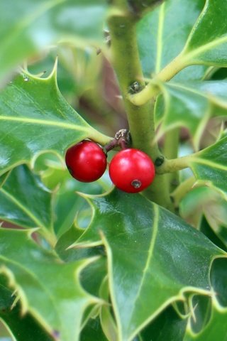 Обои листья, ягоды, растение, кустарник, колючий, падуб, leaves, berries, plant, shrub, barbed, holly разрешение 5184x3204 Загрузить