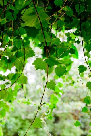 Обои листья, ветки, листва, размытость, береза, leaves, branches, foliage, blur, birch разрешение 1920x1200 Загрузить