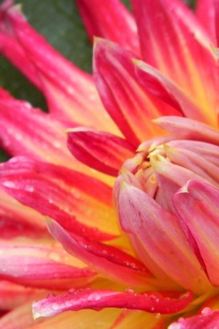 Обои макро, цветок, капли, лепестки, георгин, крупным планом, macro, flower, drops, petals, dahlia, closeup разрешение 4320x3240 Загрузить