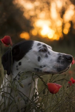 Обои морда, цветы, собака, маки, профиль, далматин, face, flowers, dog, maki, profile, dalmatian разрешение 6000x4000 Загрузить