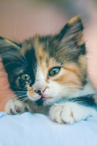 Обои мордочка, взгляд, котенок, малыш, muzzle, look, kitty, baby разрешение 2560x1707 Загрузить