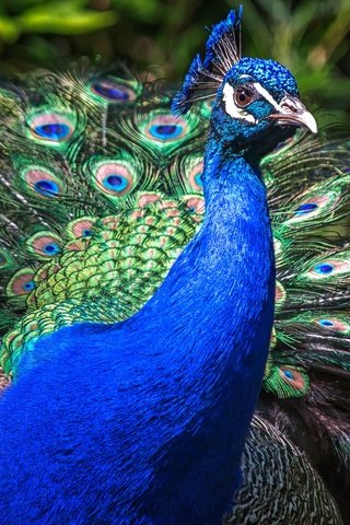 Обои природа, птица, клюв, павлин, перья, хвост, оперение, nature, bird, beak, peacock, feathers, tail разрешение 2048x1152 Загрузить