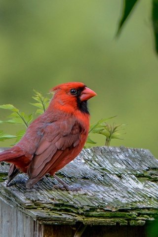 Обои природа, птица, клюв, оперение, кардинал, nature, bird, beak, tail, cardinal разрешение 2343x1626 Загрузить