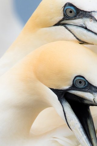 Обои птицы, птица, клюв, олуша, северная олуша, birds, bird, beak, gannet, the northern gannet разрешение 2048x1326 Загрузить