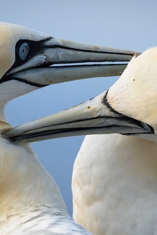 Обои птицы, птица, клюв, олуша, северная олуша, birds, bird, beak, gannet, the northern gannet разрешение 2048x1299 Загрузить