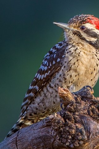 Обои птица, клюв, оперение, дятел, bird, beak, tail, woodpecker разрешение 2048x1311 Загрузить