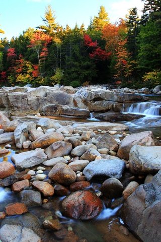 Обои деревья, река, камни, лес, осень, поток, булыжники, trees, river, stones, forest, autumn, stream разрешение 4997x3339 Загрузить