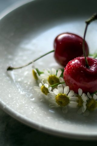 Обои цветы, ромашка, черешня, блюдце, ягоды, вишня, julie jablonski, flowers, daisy, cherry, saucer, berries разрешение 2560x1663 Загрузить